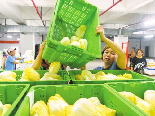 扩产能 畅流通 保供应 海口居民菜篮子越拎越舒心