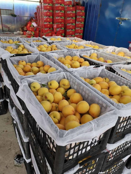 武汉开发区企业下乡淘金，助力消泗农产品产销对接