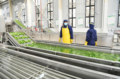 滨海县三叶农产品加工 以项目引领产业升级，谱写乡村振兴新篇章