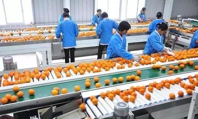 未来农场 探访阿里巴巴农村淘宝首个上线产品的数字化销售新篇章