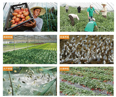 景徽联合社 打造百姓安全菜篮子的农产品生产实践